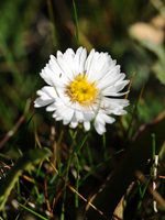 marsh-daisy-2